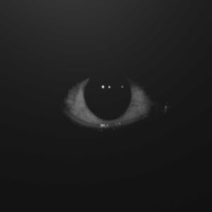 Meet your Posher, Sylvia